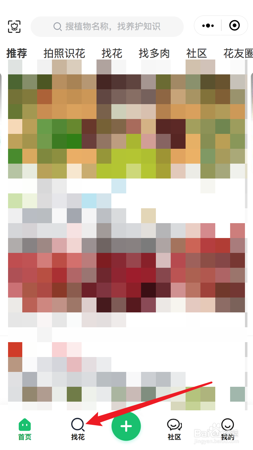 金枝玉叶修剪方法