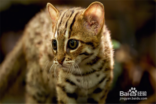 猫要生了怎么能知道?