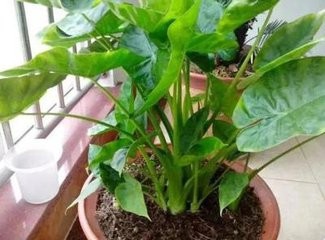 室内植物摆放注意事项！