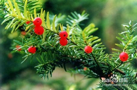 全世界的红豆杉特性可分为11个种类