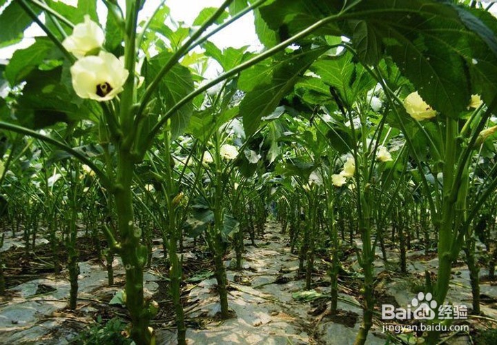 秋葵的功效及饮食禁忌