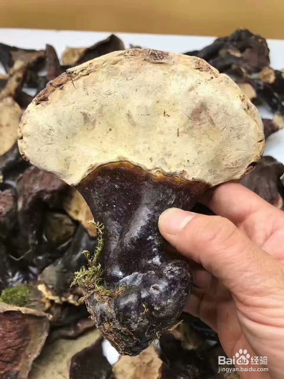 灵芝烘干机的技术特性灵芝热泵烘干机程序设定