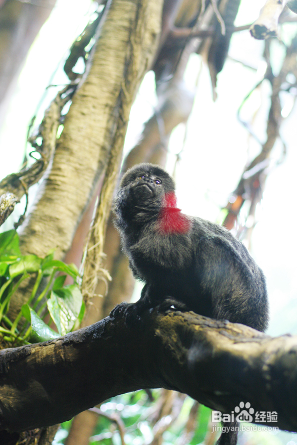温哥华水族馆:水中舞动的精灵们