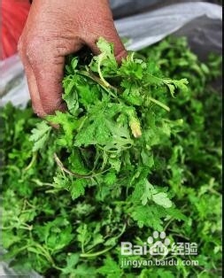 怎样包荠菜馅饺子