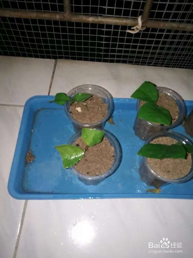 不花1分钱养茉莉,从扦插到开花