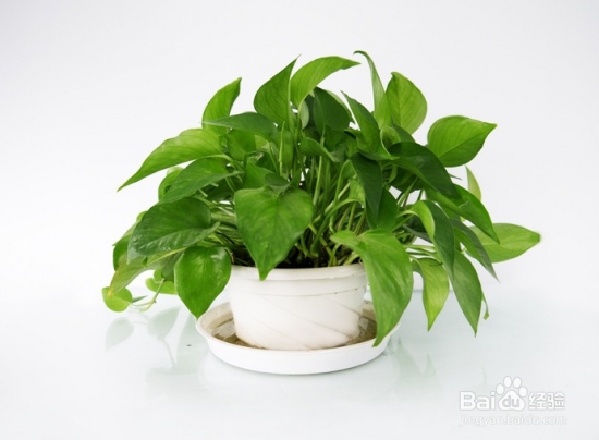 绿箩黄叶子怎么处理