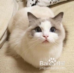 选购猫粮应该注意哪些？