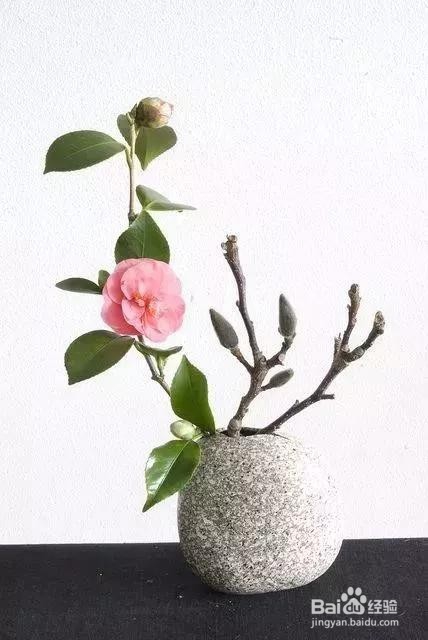 摆上这几种花,专治二手烟,全家都健康