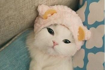 猫咪床上尿尿的原因和应对方法