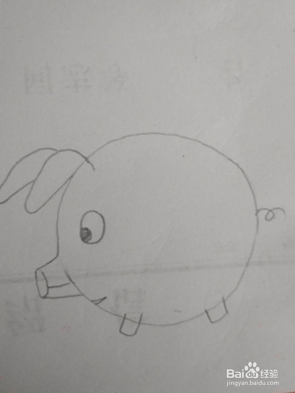 多妈简笔画动物一只胖嘟嘟的小猪