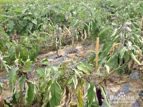 改良土壤的方法