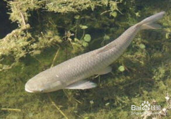 鱼类养殖中肠炎病的病原体和治疗方法