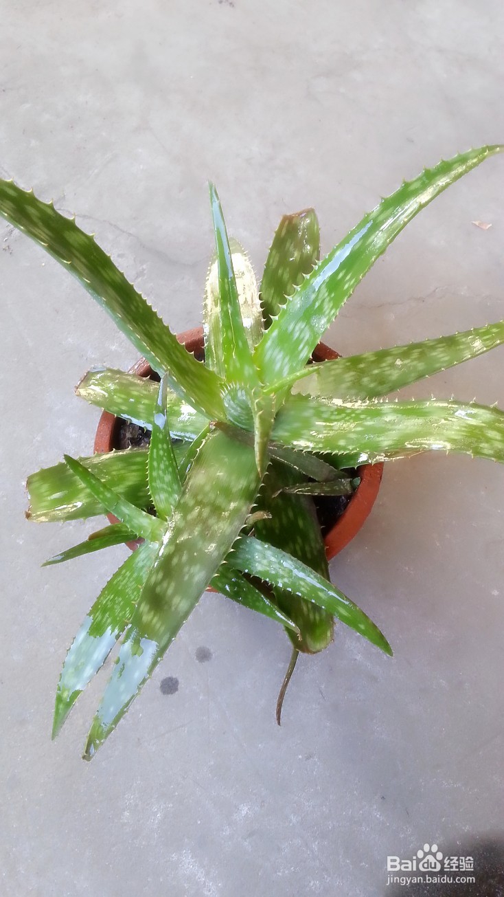 种植芦荟以及芦荟的日常使用和美容保健方法