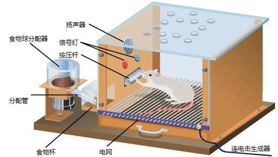 欺诈游戏里提到的斯金纳恐怖心理实验是什么
