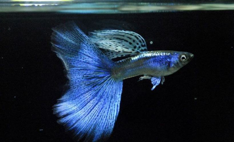 食蚊鱼和孔雀鱼有什么关系