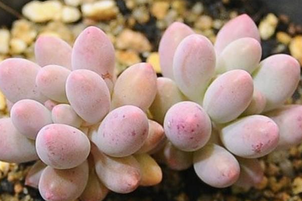 多肉药锦和自然锦的区别是什么