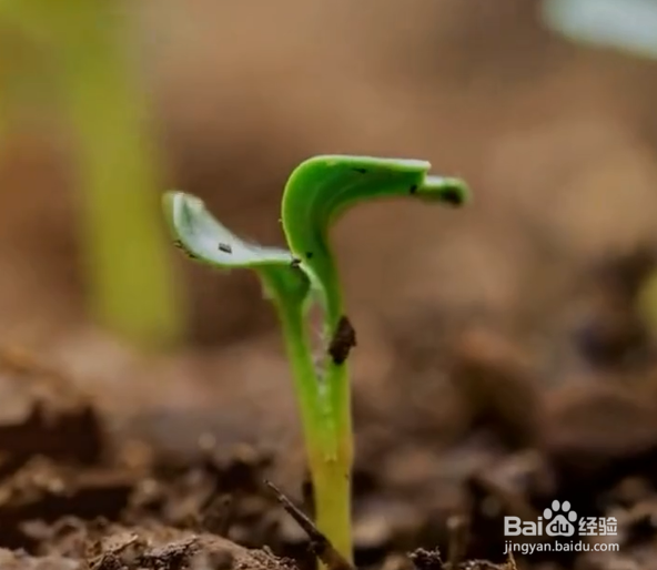 种植植物的小妙招