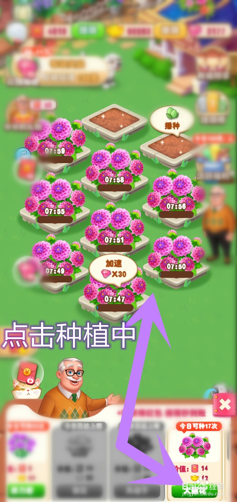 爷爷的花园如何解锁大丽花种植