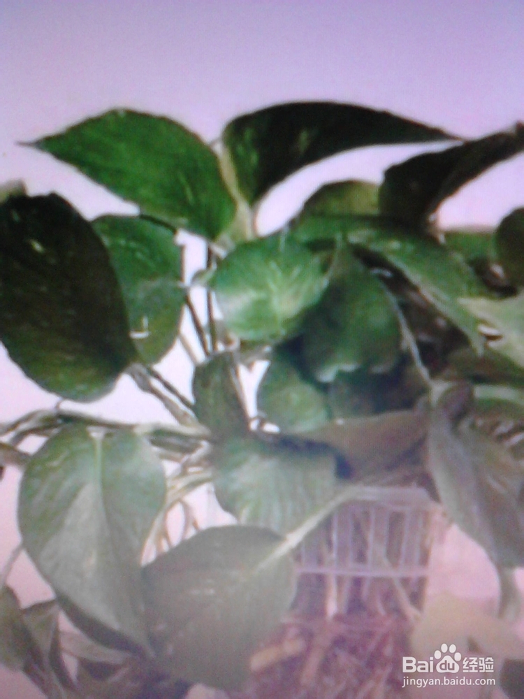 绿萝的养殖与繁殖技巧