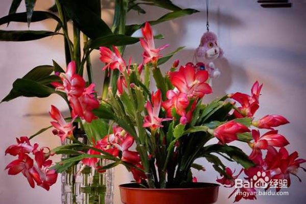 夏季盆栽烂根是什么原因