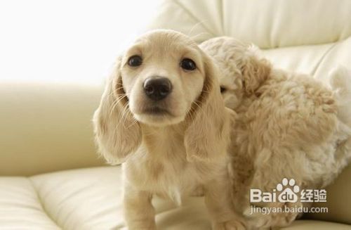 可卡犬的排便训练