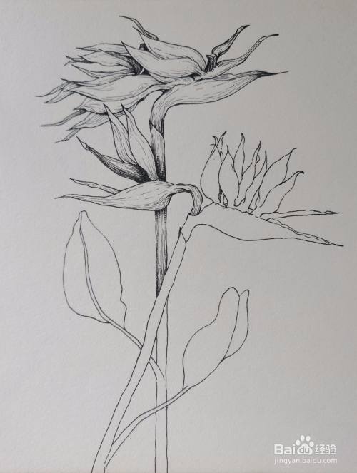 怎样画线描装饰画——天堂鸟