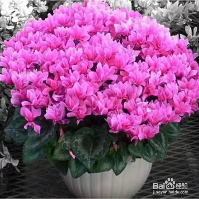 非常流行的年宵花,装饰家居美观寓意又好