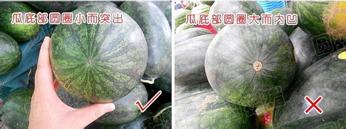 如何挑选西瓜的方法