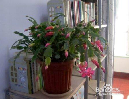 蟹爪莲开花时怎样护理