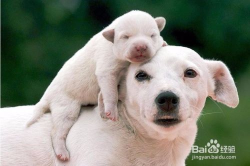 致敬母亲节 盘点有爱的动物亲子照 百度经验