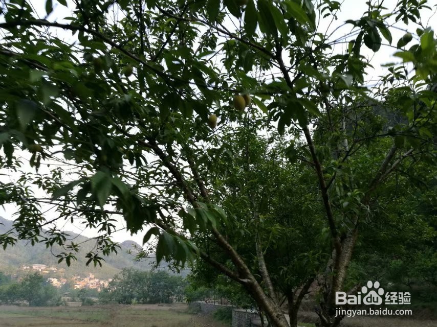 世外桃源—坝美旅游攻略