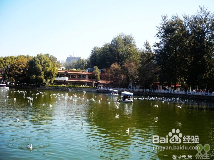 【春的迁徙】冬日，昆明观鸥攻略