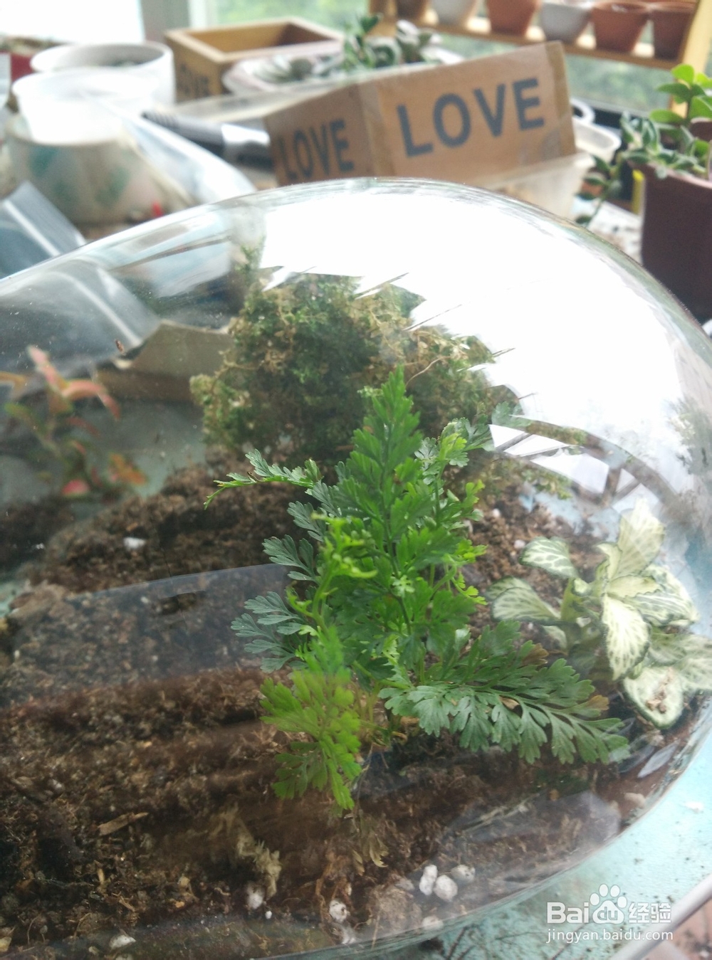 苔藓植物微景观制作步骤
