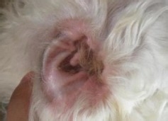 狗狗耳螨小妙招