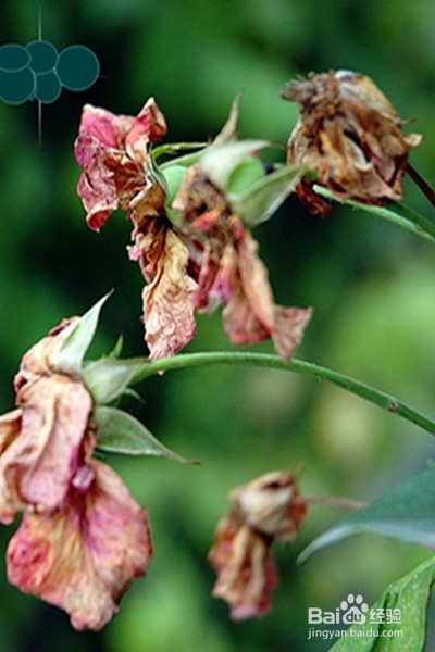 早更的原因、症状、调理方法