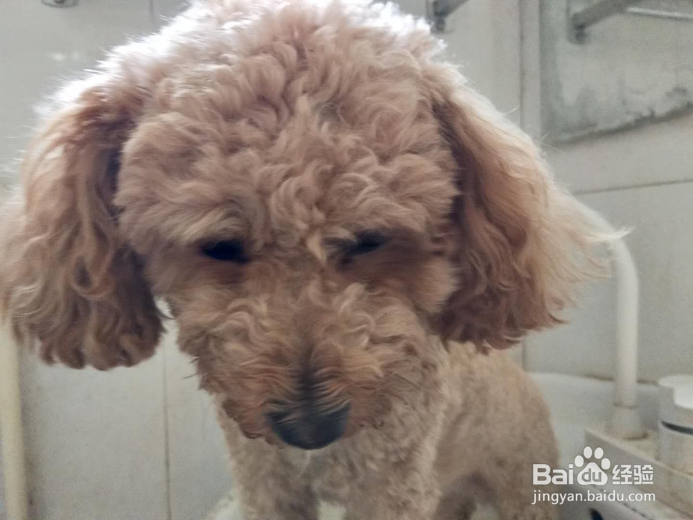 如何为家里的宠物狗洗澡