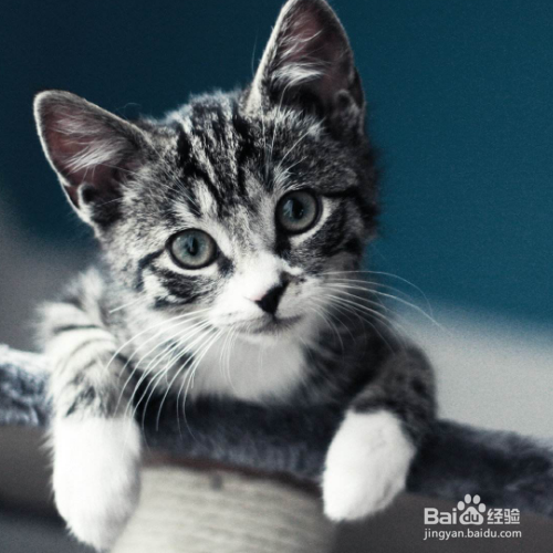 猫咪为什么呕吐没消化的猫粮？