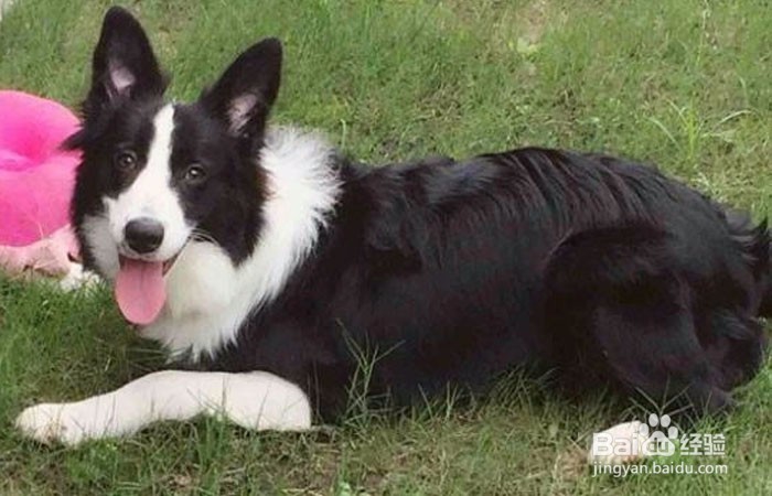 如何在狗市上挑选一只边牧