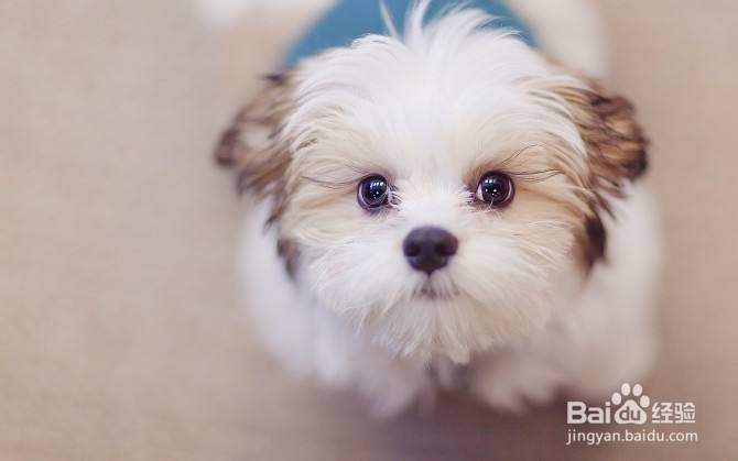 柴犬的习性特征介绍