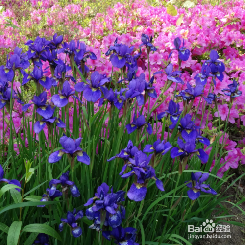 养鸢尾花需要注意哪些?