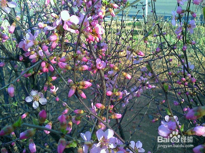 怎样用手机拍绽开的小花