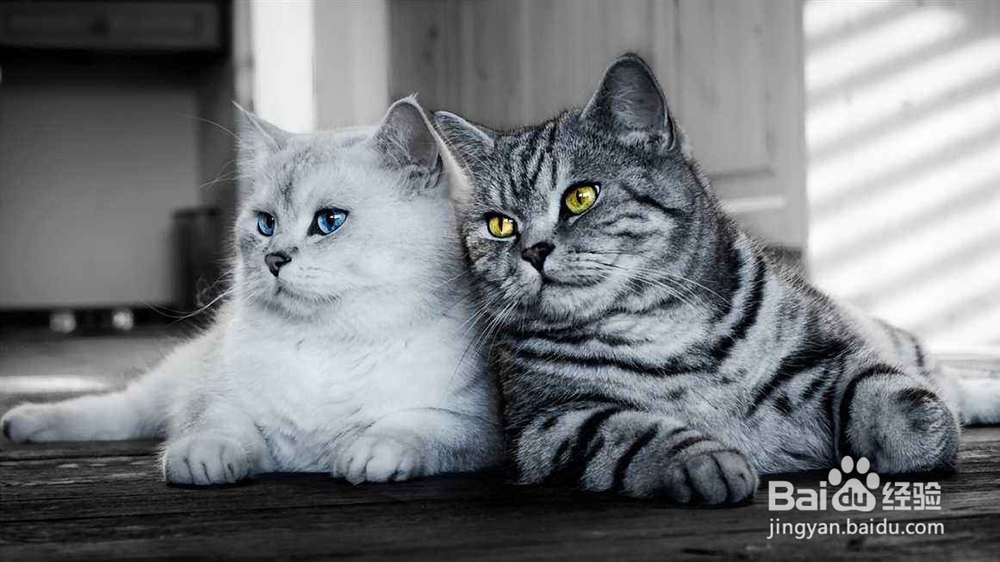 猫咪常见动作表情的解析