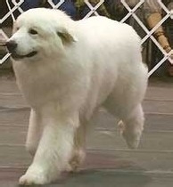 大白熊怎么补充营养