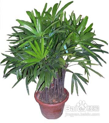 家装中购买绿色植物的建议