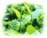 收藏普洱茶有哪些鉴别方法