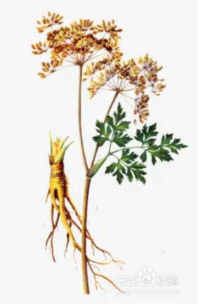 适合中老年人补气血的补品有哪些?