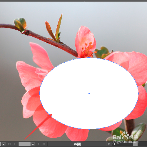 Adobe illustrator 怎样剪切一张图中的一部分？