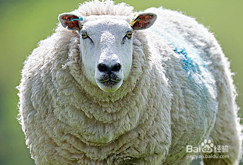 绵羊都是有哪些类型，应该怎么分辨？