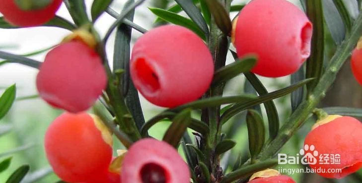 那些花卉对宠物有毒、怎么处理？(四)