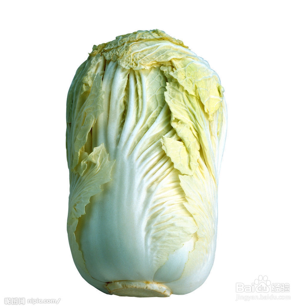 白菜是一种非常好的减肥食品